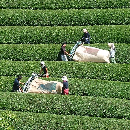 Kyoto Uji Matcha Farm for Kitao Matcha